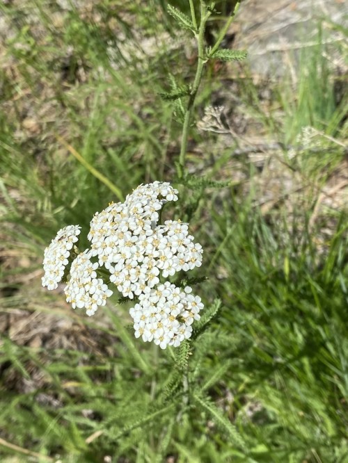 A cluster of small white flowers with yellow centers, surrounded by green grass and foliage.