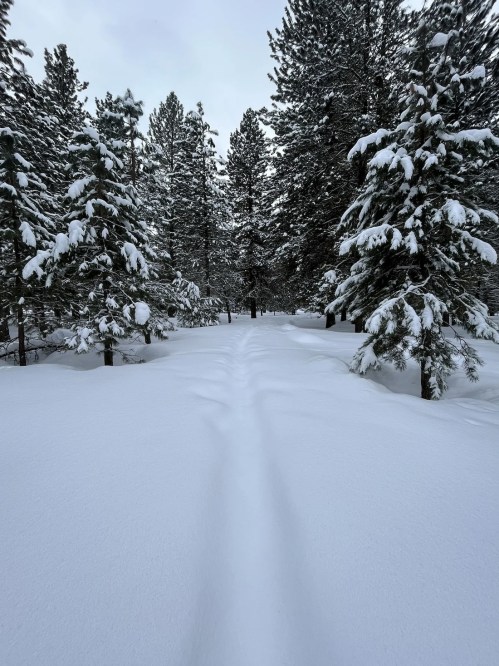 A snowy path winding through a forest of tall pine trees, blanketed in fresh snow.
