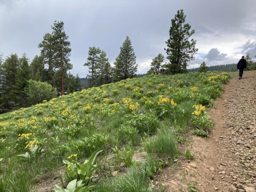 A hillside covered in yellow wildflowers, with trees in the background and a person walking along a path.