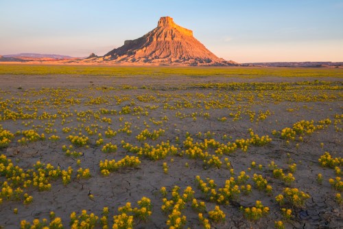 A desert landscape with a prominent rock formation and a field of yellow flowers under a colorful sky at sunset.
