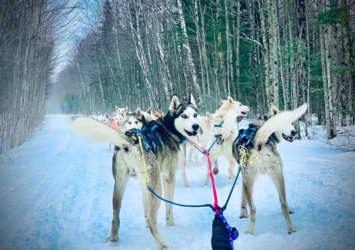 A team of huskies in harnesses stands on a snowy trail, surrounded by trees, ready for a sledding adventure.