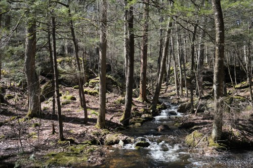 A serene forest scene with a flowing stream, surrounded by tall trees and moss-covered rocks.
