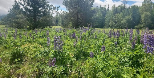 A vibrant field of purple lupines surrounded by green foliage and trees under a partly cloudy sky.