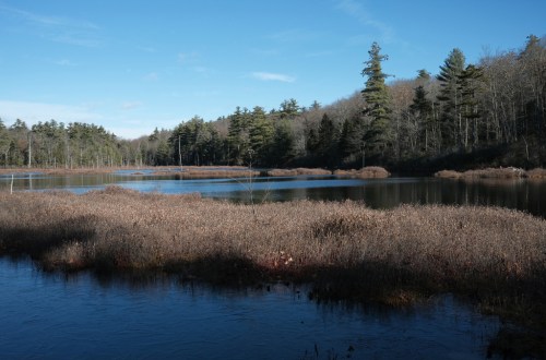 A serene lake surrounded by trees and marshland under a clear blue sky.