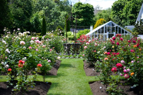 A vibrant rose garden with colorful blooms and a path leading to a greenhouse in the background.