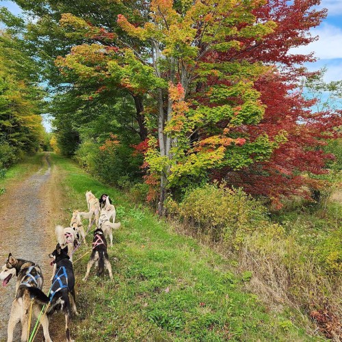 A line of dogs on a trail surrounded by vibrant autumn foliage and trees.