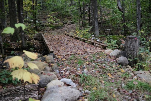 A wooden bridge covered in leaves spans a small stream, surrounded by trees and rocks in a serene forest setting.