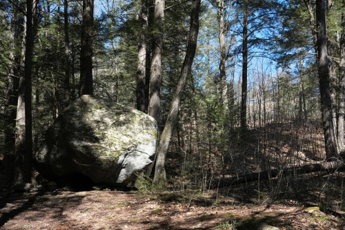 A large boulder sits among tall trees in a forest, with sunlight filtering through the branches.