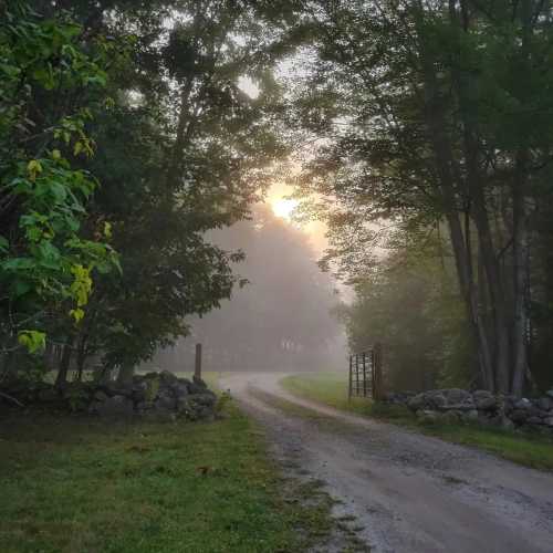 A misty morning scene of a winding dirt road leading through trees, with a soft glow from the rising sun.