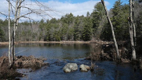 A serene pond surrounded by trees and rocks, reflecting the calmness of nature on a clear day.