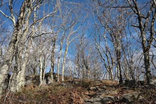 A rocky path leads through a forest of bare trees under a bright blue sky.