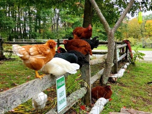 A group of chickens perched on a wooden fence near a "Guest Parking" sign, surrounded by trees and autumn leaves.