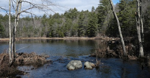 A serene pond surrounded by trees and rocks, reflecting a clear sky and lush greenery.