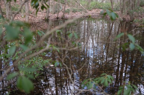 A serene pond surrounded by trees, reflecting their image on the water's surface, with green leaves in the foreground.