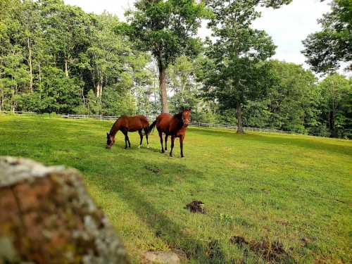 Two brown horses graze in a lush green field surrounded by trees under a clear sky.