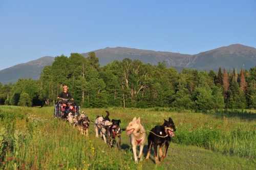 A person drives a sled pulled by several dogs through a grassy field with mountains in the background.
