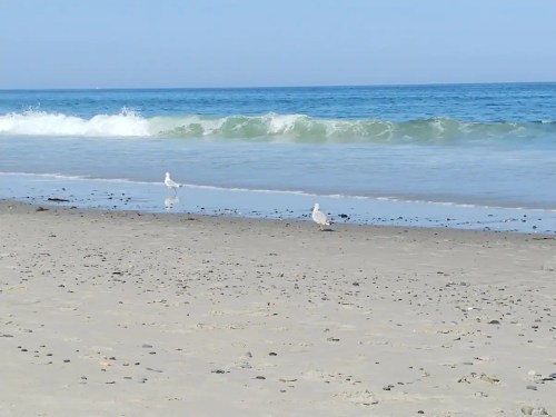 Two seagulls walk along a sandy beach with gentle waves lapping at the shore under a clear blue sky.