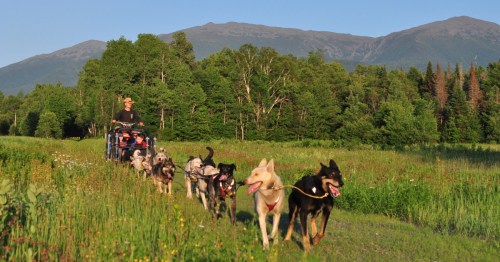 A person drives a dog sled team through a green field with mountains in the background on a sunny day.