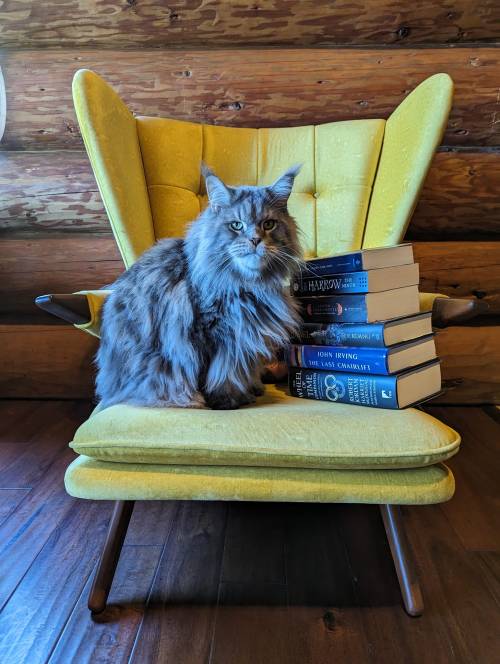 A fluffy gray cat sits on a yellow chair next to a stack of books against a wooden wall.