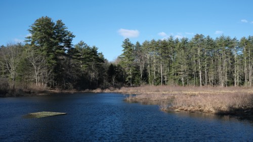 A serene landscape featuring a calm pond surrounded by trees and grassy areas under a clear blue sky.