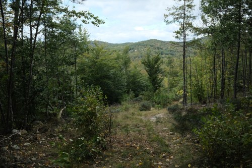 A serene forest path leads through lush greenery, with rolling hills visible in the distance under a cloudy sky.