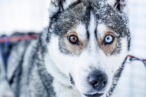 A close-up of a husky with one blue eye and one brown eye, covered in snow, looking directly at the camera.