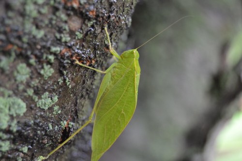 A green insect resembling a leaf, perched on a textured tree bark with moss.