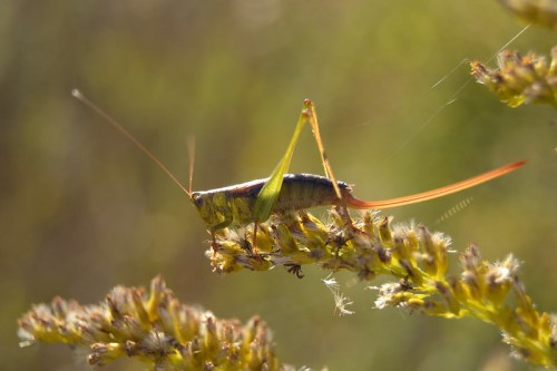 A close-up of a green grasshopper perched on a flower stem, with blurred greenery in the background.