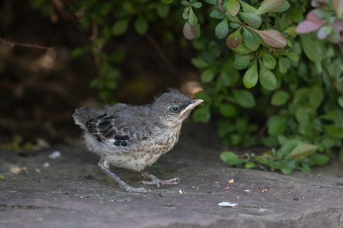 A small, fluffy bird with gray feathers stands on a stone near green foliage.