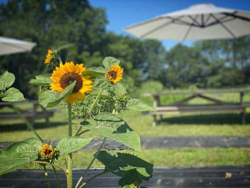 A close-up of sunflowers in a sunny outdoor setting with picnic tables and umbrellas in the background.