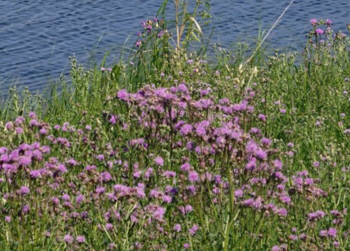A vibrant patch of purple wildflowers grows beside a calm body of water, surrounded by green grass and reeds.