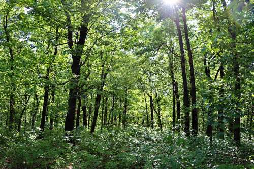 Lush green forest with tall trees and sunlight filtering through the leaves, creating a serene, natural atmosphere.