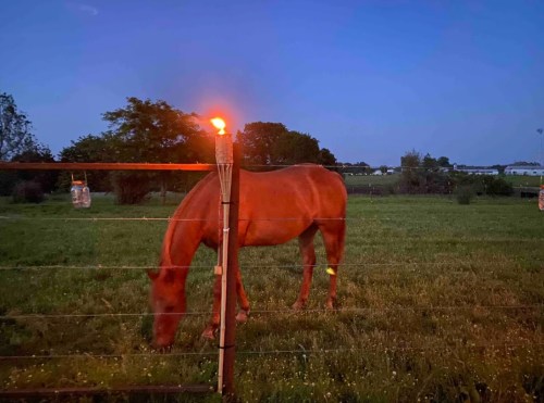 A brown horse grazes in a field at dusk, with a torch lit on a fence nearby.
