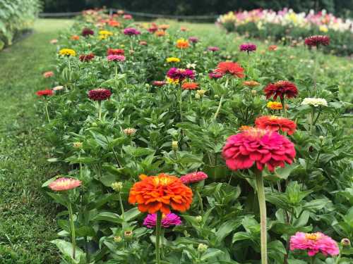 A vibrant garden filled with colorful zinnias in various shades, surrounded by lush green foliage.