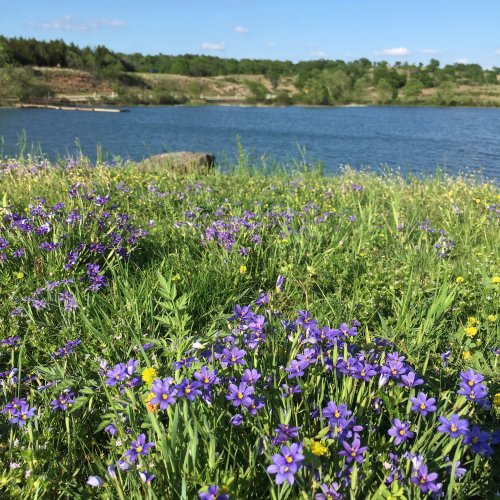 A serene landscape featuring a lake surrounded by lush greenery and vibrant purple and yellow wildflowers in the foreground.