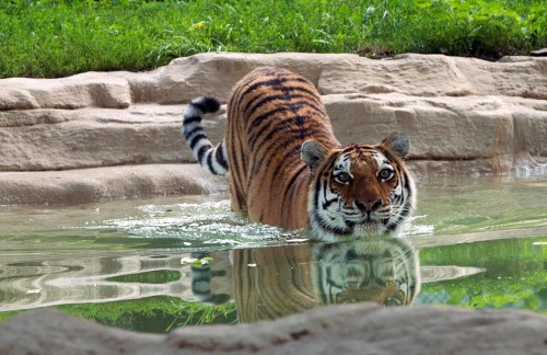 A tiger wades through shallow water, its reflection visible in the calm surface, surrounded by greenery.