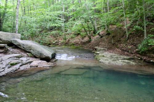 A serene forest scene featuring a clear stream flowing over rocks, surrounded by lush green trees.