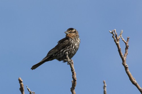 A bird perched on a bare branch against a clear blue sky, showcasing its speckled feathers.