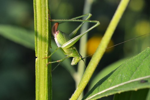 A green grasshopper clings to a green plant stem, surrounded by blurred foliage in the background.