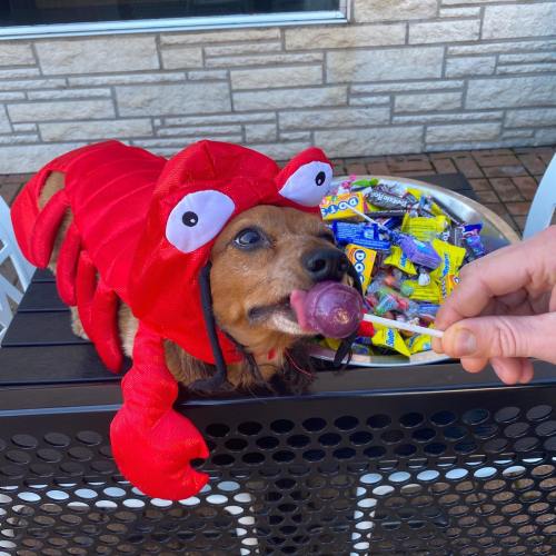 A dog in a lobster costume eagerly reaches for a lollipop, with a bowl of candy in the background.