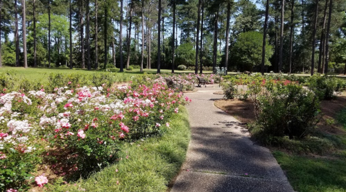 A winding path through a vibrant garden filled with blooming pink and white roses, surrounded by tall trees.