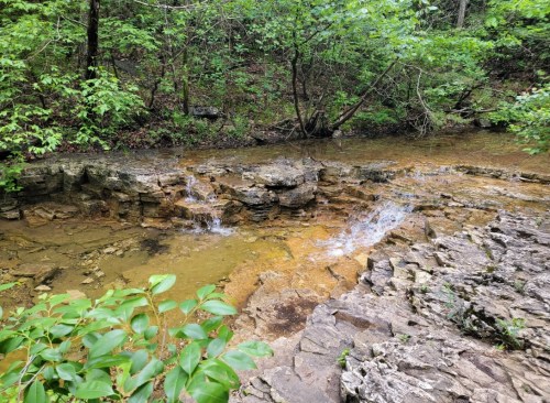 A serene forest scene featuring a small stream flowing over rocky terrain, surrounded by lush greenery.