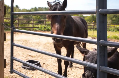 A black horse stands behind a metal gate, while a cow peeks through from the side in a farm setting.