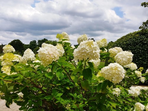 A lush bush of white hydrangea flowers against a backdrop of cloudy skies and greenery.