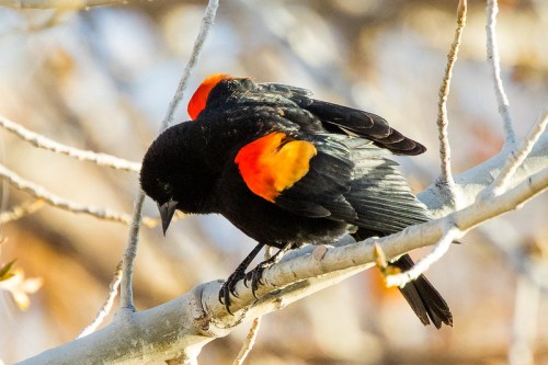 A black bird with bright orange shoulder patches perches on a branch, looking down.
