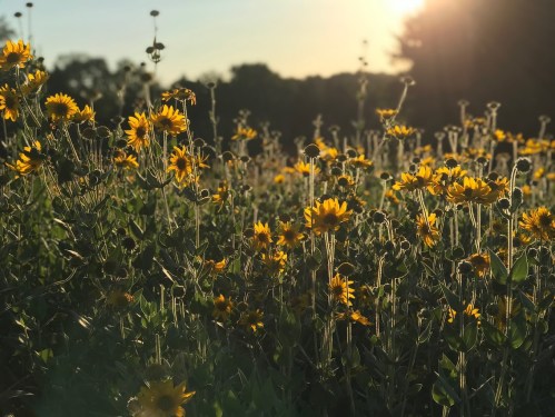 A field of vibrant yellow flowers basking in the warm glow of a sunset.