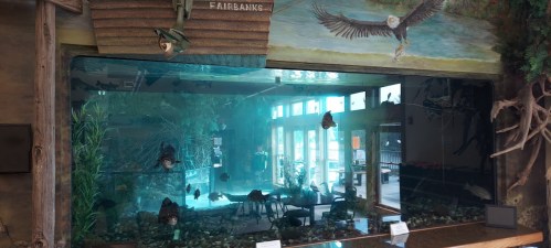 Aquarium display featuring various fish and aquatic plants, with a mural of an eagle above in a well-lit space.