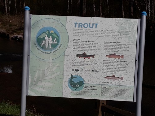 Sign about trout species, featuring illustrations and information on their habitat and conservation.