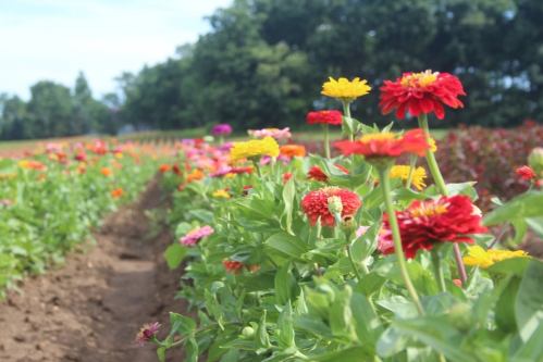 A vibrant field of colorful flowers, including zinnias, blooming under a clear blue sky.