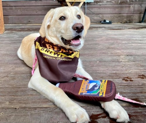A happy yellow Labrador puppy wearing a bandana, lying on a wooden floor with a toy nearby.